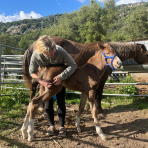 Calypsotherapeutics_ Carolyn with a foal